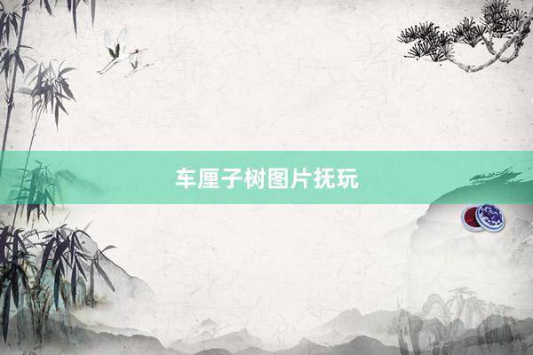 车厘子树图片抚玩